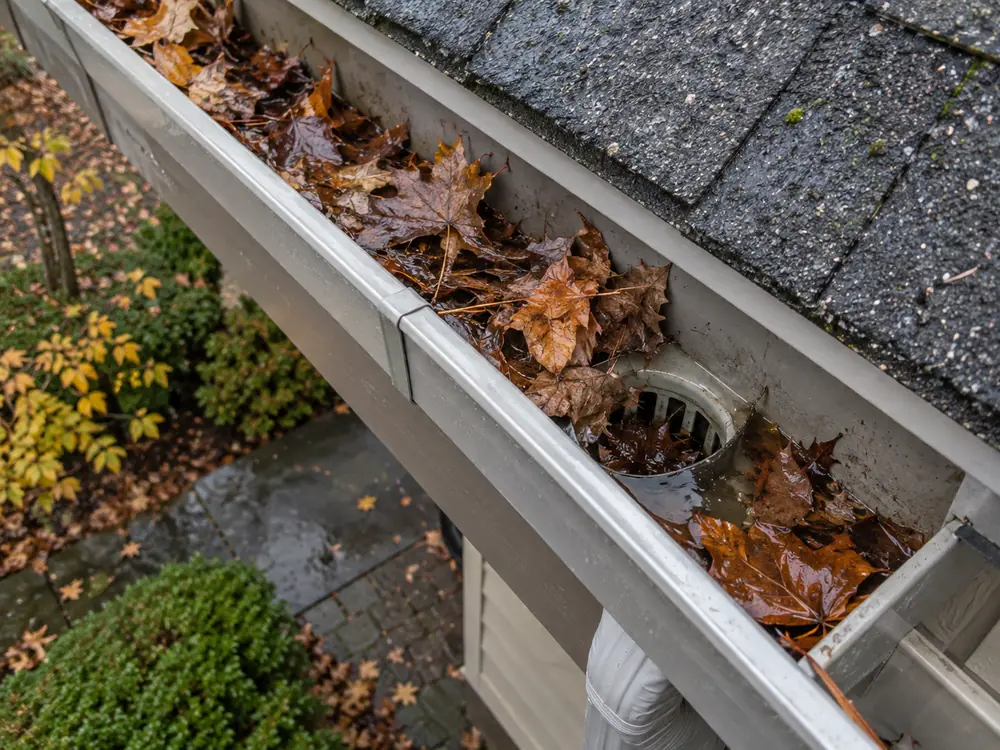 Leaves collected near an eavestrough outlet